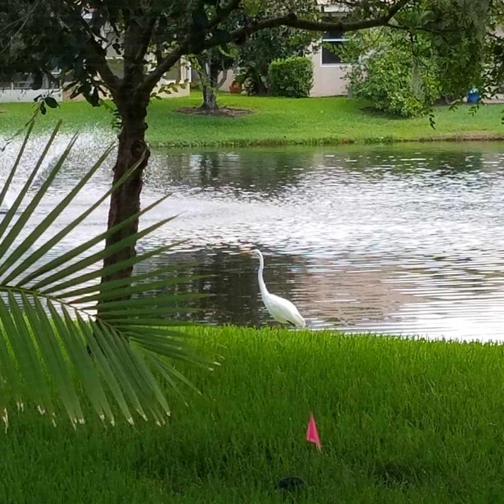 Meet your Posher, Pretty Blue Star